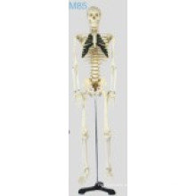 Skelecton Mediano con Nervios Espinales Modelo (85cm)